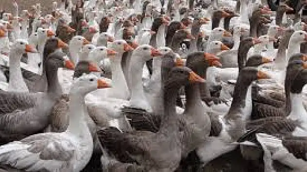 63 Yaşında Kaz Yetiştiriciliğine Başladı