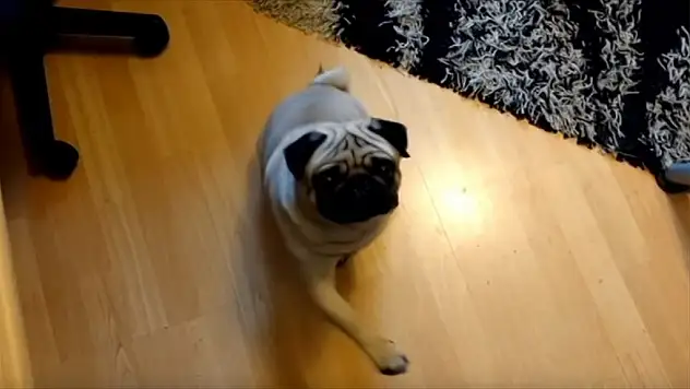 Köpeğe Nazi Selamı Vermeyi Öğreten İskoç Mahkemelik Oldu