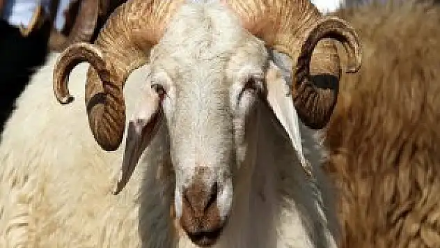 Küçükbaş Kurbanlık Piyasası
