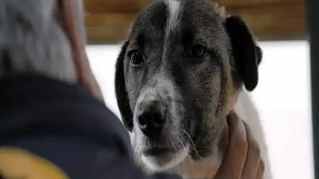 Fransa'da Köpeğini Döven Kişiye 6 Ay Hapis