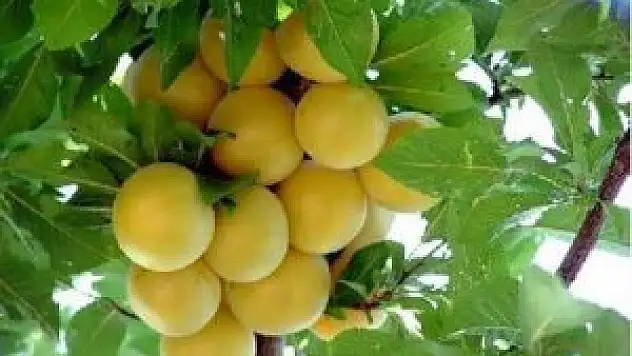 Yorgunlukların Organik Çözümü: Sarı Erik!