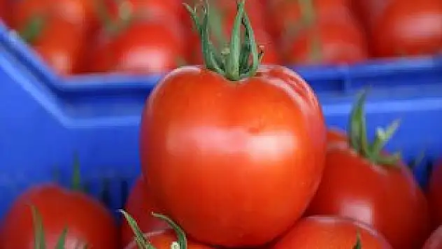 46 Ülkeye Antalya'dan Domates İhracatı