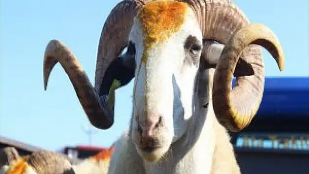 Kurban Kesecekler Dikkat! Sokakta Kurban Kesme Cezası 203 Lira!