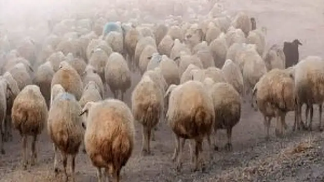 Sürüden Ayrılan 80 Koyunu Kurtlar Kaptı
