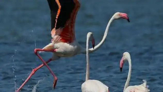 İzmir Kuş Cenneti'nde Flamingo Rekoru Kırıldı