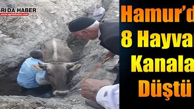 8 Büyükbaş Hayvan Kanala Düştü