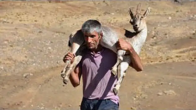 Yaralı Dağ Keçisini 17 Kilometre Sırtında Taşıdı