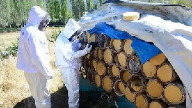 Karakovan Balında Yüksek Rekolte Bekleniyor