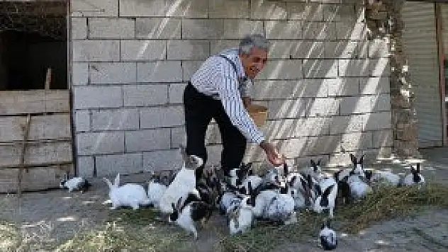 Tavşan Yetiştirme Hobisi Ekmek Kapısı Oldu