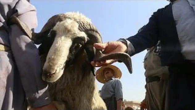 Bayram Sonrası 'Kurbanlık' Bilançosu