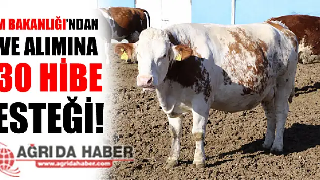 Tarım Bakanlığının %30 Hibeli Düve Alım Desteği Başvuruları Başladı