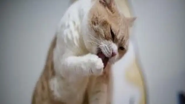 Kedi erkeklerde ereksiyonu engelliyor