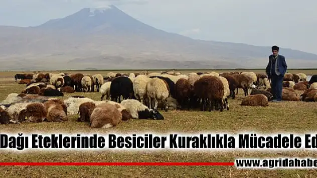 Ağrı Dağı Eteklerinde Besiciler Kuraklıkla Mücadele Ediyor