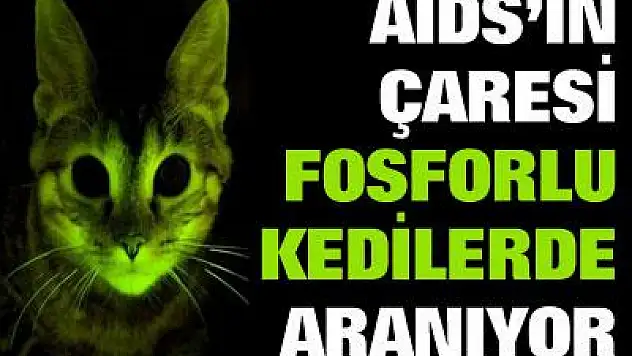 Fosforlu kediler AIDS araştırmalarına ışık tutuyor