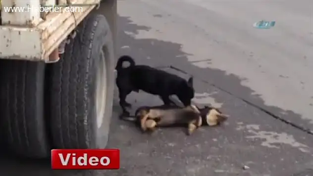 Köpekten 'Acı' Vefa
