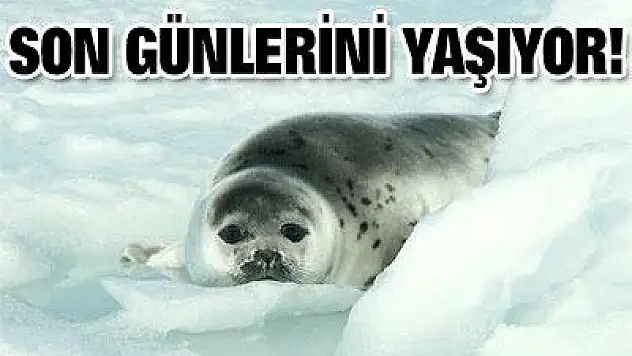 Kanada katliama başlıyor!