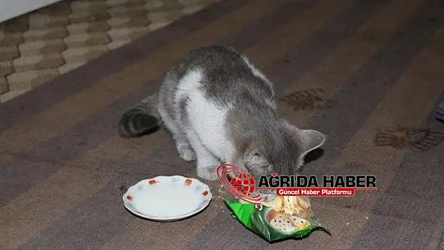 Sokak Hayvanlarına Ağrılı Esnaflar Sahip Çıkıyor