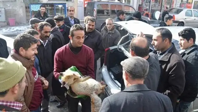 Yaralı Tilkiye Vatandaşlar Sahip Çıktı