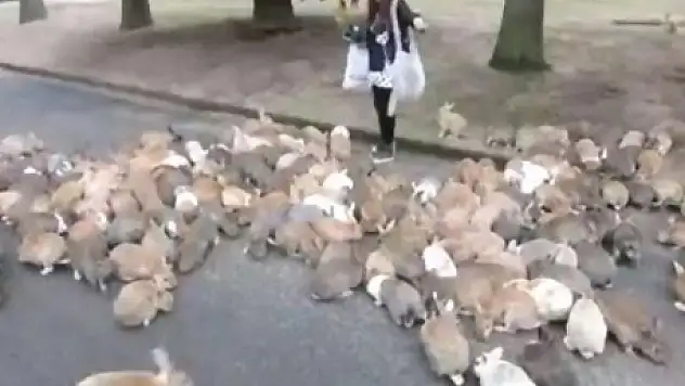 Yarışmıyorlar Sadece Karınları Aç