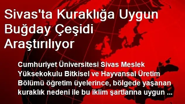 Sivas'ta Kuraklığa Uygun Buğday Çeşidi Araştırılıyor