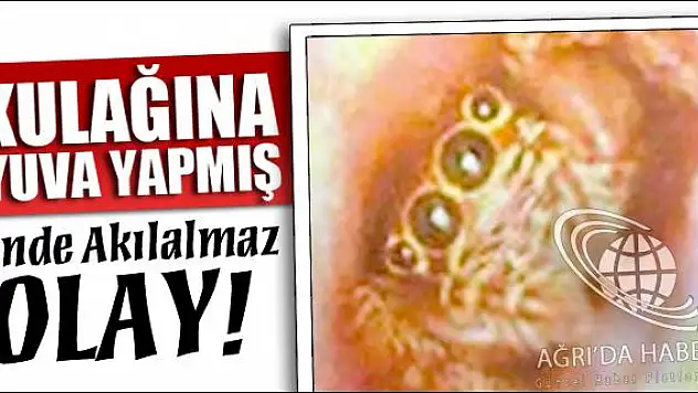KULAĞINA YUVA YAPMIŞ !