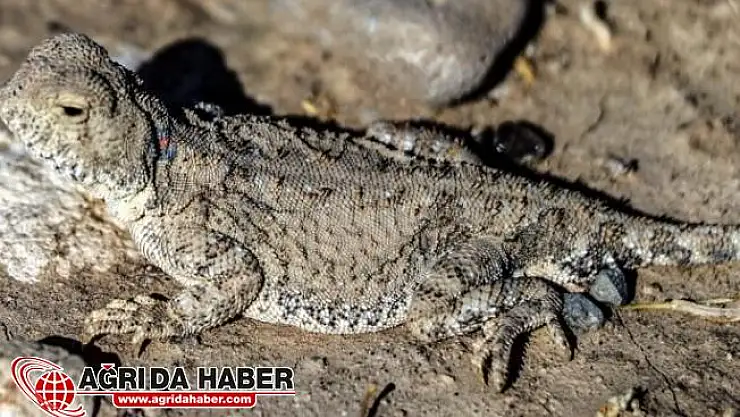Nadir Görülen Sürüngen Hayvan Ağrı'da Görüntülendi