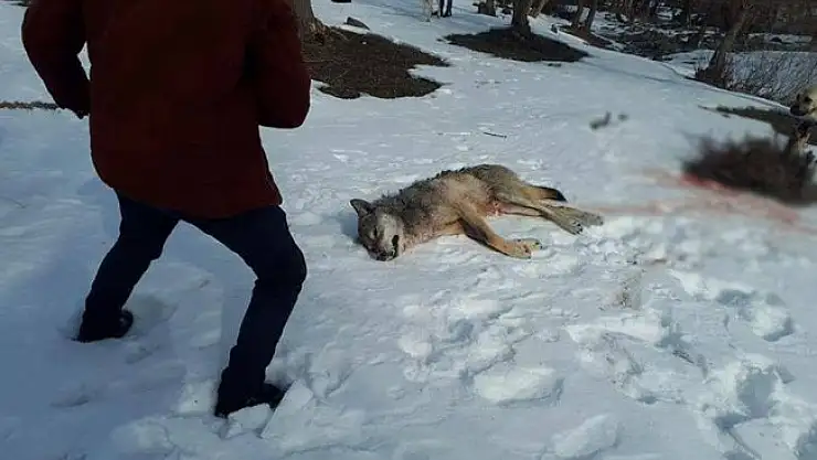 Ağrı'da köye inen kurt köpekler tarafından parçalandı