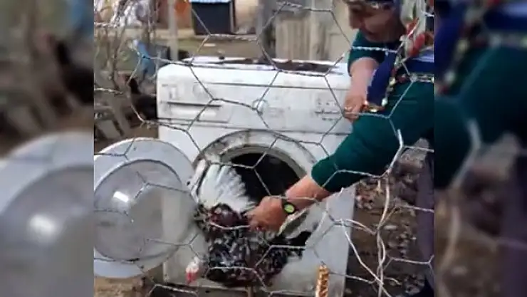 Çamaşır makinesinden de kümes olur mu demeyin
