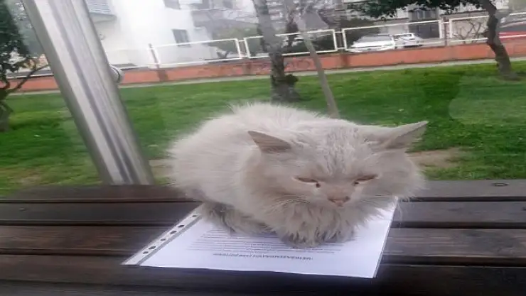 İstenmeyen kedi için yazı astı, paylaşım rekoru kırdı
