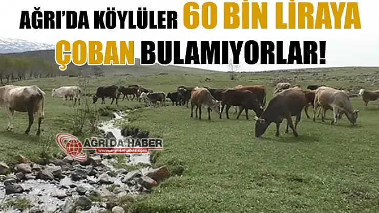 Ağrı'da Köylüler 60 Bin Liraya Çoban Bulamıyorlar