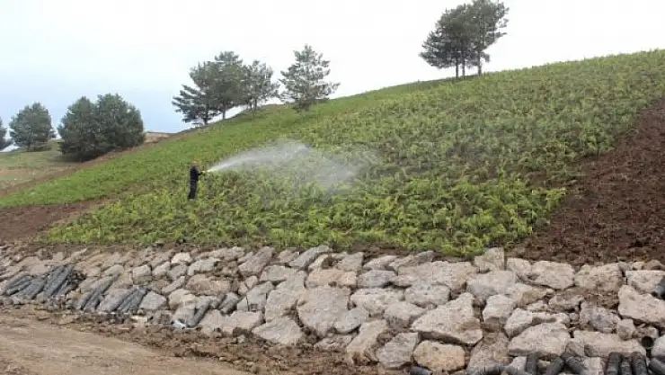 Ağrı'da Çevre Düzenlemeleri Devam Ediyor