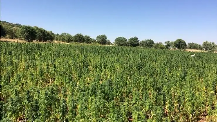 Diyarbakır'da Teröristlerin Uyuşturucu Yetiştirdiği Yerler Bulundu