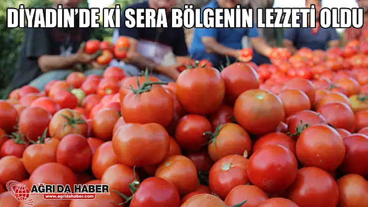Ağrı Diyadin'de ki Domates Serası Bölgenin Lezzeti Haline Geldi