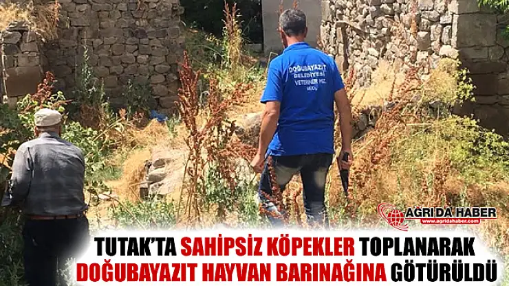Tutak'ta Sahipsiz Köpekler Toplanarak Doğubayazıt'a Götürüldü