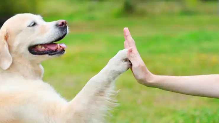 Rüyada Köpek Görmek Rüyada Havlamak Görmek Rüyada Köpek Saldırması Ne Anlama Gelir?