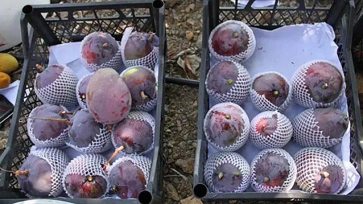 Antalya'da Artık Mango'da Üretilecek