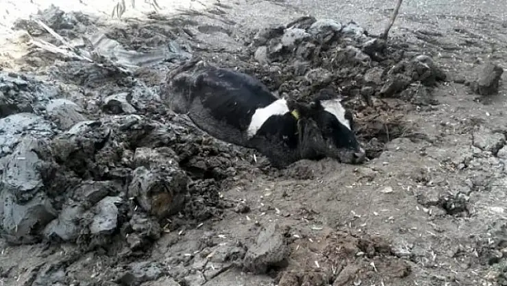 Bataklığa Saplanan İnek AFAD Ekiplerince Kurtarıldı