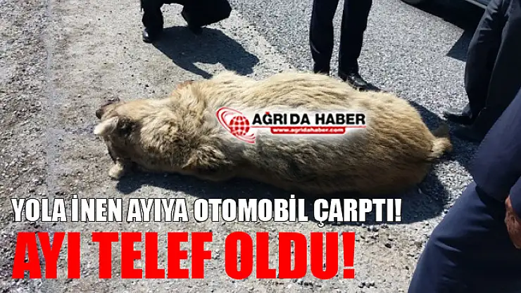 Yola İnen Ayı Araç Çarpmasıyla Telef Oldu!