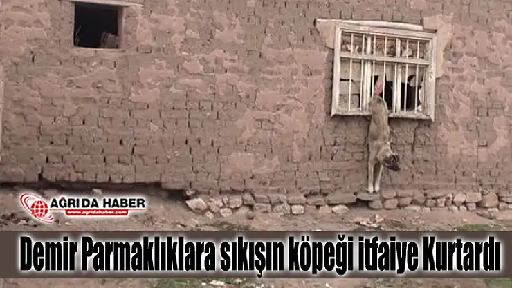 Demir Parmaklıklara sıkışın köpeği itfaiye ekipleri kurtardı