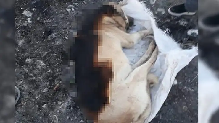 Cani Adamlar Köpeği Önce Yaktılar...