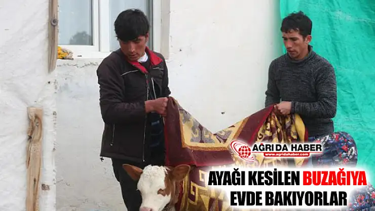 Ağrı'da Ayağı Kesilen Buzağıya Evde Bakıyorlar
