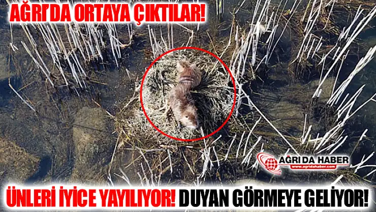 Ünleri İyice Yayılan Koypu'lar Ağrı'da Ortaya Çıktı! Duyan Görmeye Geliyor