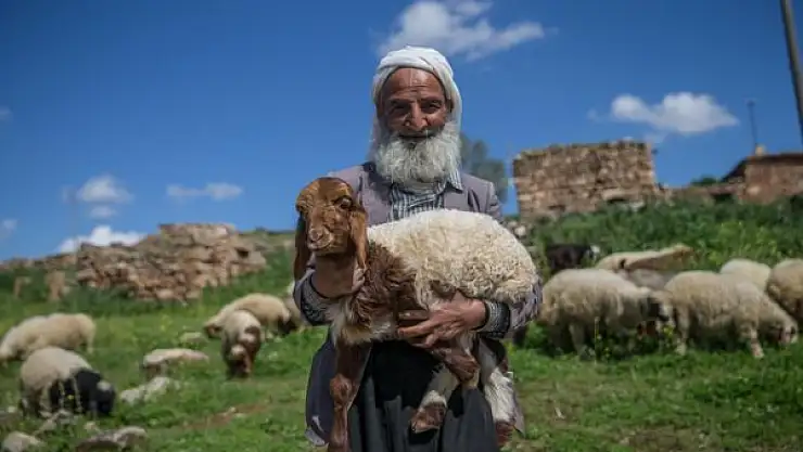 5 Bin TL'ye Çoban Bulunmuyor