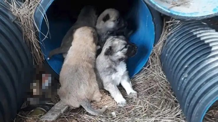 Bir Hayvan Katliamı'da Balıkesir Erdek'te!