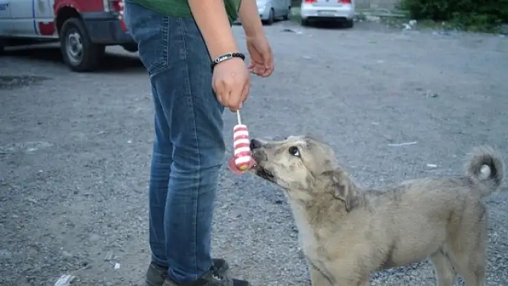 Ağrı'lı vatandaş Sıcak Havada bunalan köpeğe dondurmasını yedirdi