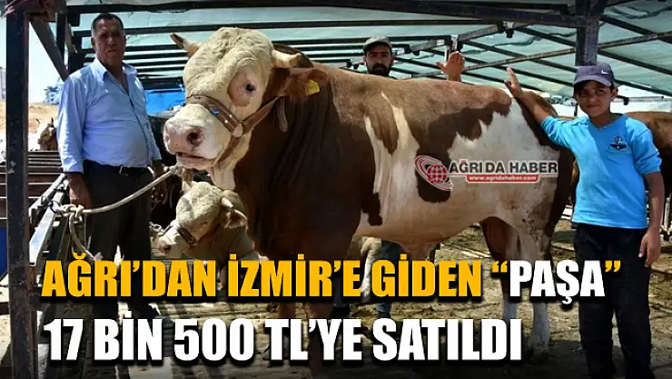 Ağrı'dan İzmir'e giden Dev Kurbanlık Paşa 17 Bin 500 Tl'ye satıldı