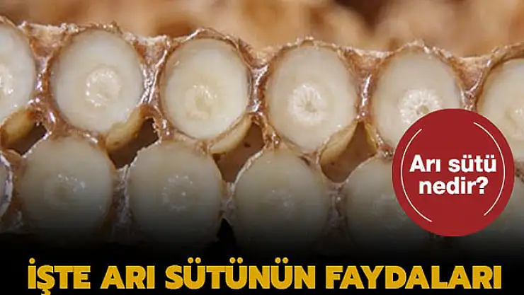 Şifa kaynağı Arı sütü nedir?  Arı sütü nasıl kullanılır