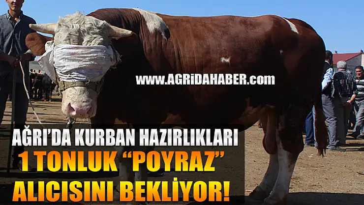 Ağrı'da Kurban Pazarı: 1 Tonluk Poyraz alıcısını bekliyor