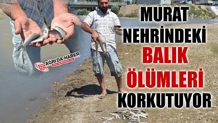 Ağrı Murat Nehrinde Balıklar Neden Ölüyor!