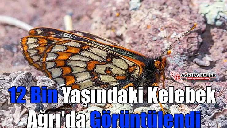 12 Bin Yaşındaki Kelebek Ağrı'da Görüntülendi